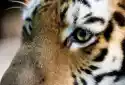 Myloview Obraz Piękne Tiger