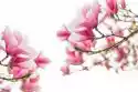 Myloview Fototapeta Magnolienblüten Frühlingszeit