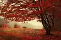 Myloview Obraz Piękny Las W Mglisty Dzień Jesieni
