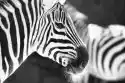 Myloview Fototapeta Czarno-Białe Zdjęcie - Detal Głowa Zebry W Zoo