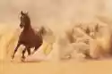 Myloview Fototapeta Arabian Horse Wyczerpaniu Desert Storm