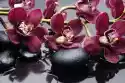 Myloview Obraz Oddział Terapii Czerwony Orchidea Z Kamieni