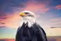 Myloview Obraz Bald Eagle