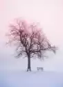 Obraz Zimowe Drzewa W Mgły O Wschodzie Słońca