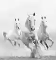 Myloview Fototapeta Białe Konie W Kurzu