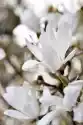 Myloview Fototapeta Piękny Kwiat Magnolii