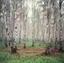 Myloview Obraz Brzoza Drzew W Mgle