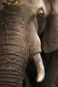 Myloview Obraz Elephant Bliska Portret