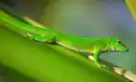 Myloview Obraz Green Gecko