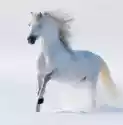 Myloview Obraz Galopujący Koń Śnieżnobiałym