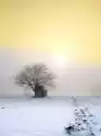 Myloview Fototapeta Piękny Zimowy Krajobraz O Zachodzie Słońca Z Mgłą I Ś