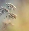 Myloview Fototapeta Zbliżenie Z Suchych Kwiatów Polnych