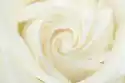 Myloview Obraz Close-Up Z Białej Róży