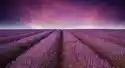 Myloview Fototapeta Oszałamiająca Lawendowe Pole Krajobraz Latem Słońca