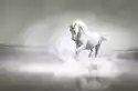Fototapeta Biały Koń Biegnie Przez Wody