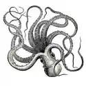 Myloview Naklejka Pieuvre (Octopus Vulgaris)