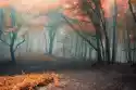 Myloview Fototapeta Drzewa Z Czerwonych Liści W Lesie Z Mgły