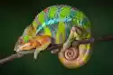Myloview Obraz Spanie Chameleon