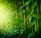 Myloview Obraz Bambus
