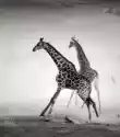 Myloview Fototapeta Żyrafy Uciekają