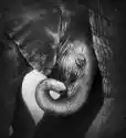 Myloview Fototapeta Baby Elephant Szukają Komfortu