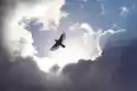 Myloview Fototapeta Ptak Anioł W Niebie