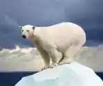 Myloview Fototapeta Niedźwiedź Polarny