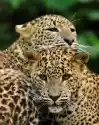 Myloview Fototapeta Sri Lanka Leopard