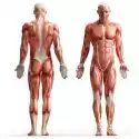Obraz Anatomia, Mięśnie