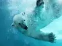 Myloview Fototapeta Niedźwiedź Polarny Atak Podwodny