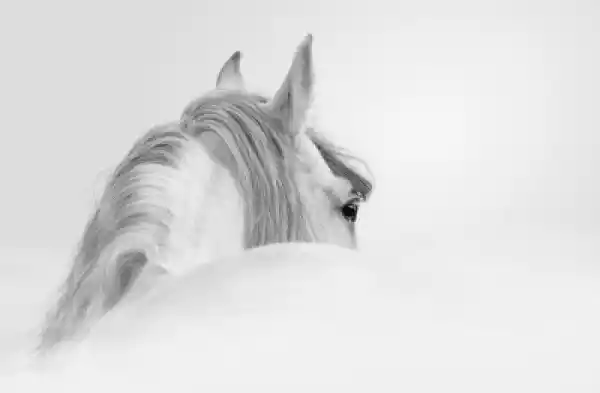Fototapeta Andaluzyjski Koń We Mgle