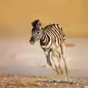 Myloview Obraz Dziecko Zebra Działa