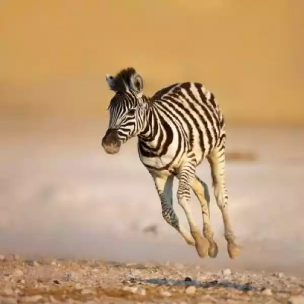 Obraz Dziecko Zebra Działa