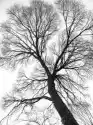 Myloview Fototapeta Żyły Drzewie