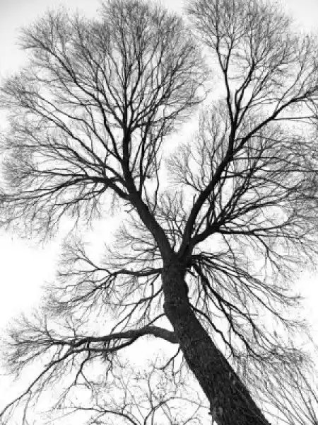 Fototapeta Żyły Drzewie