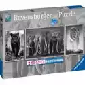 Ravensburger  Puzzle 1000 El. Czarno-Białe Zwierzaki 16729 Ravensburger