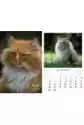Kalendarz 2023 Ścienny Wieloplanszowy Koty
