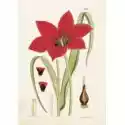  Karnet St204 B6 + Koperta Tulipan 