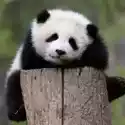  Karnet Kwadrat Z Kopertą Giant Panda Baby 