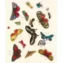 Museums & Galleries Karnet Z Kopertą Butterfly Design Decorati 