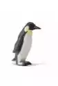 Pingwin Królewski