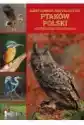 Ilustrowana Encyklopedia Ptaków Polski