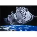 Grafika  Puzzle 1500 El. Śpiące Tygrysy. Schim Schimmel Grafika