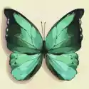 Ideyka Malowanie Po Numerach. Zielony Motyl 25 X 25 Cm