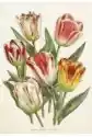 Karnet St406 B6 + Koperta Tulipany