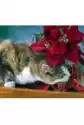 Norimpex Malowanie Po Numerach. Kot