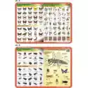 Visual System Visual System Podkładka Edukacyjna. Motyle, Owady, Anatomia 