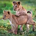  Karnet Kwadrat Z Kopertą Lion Cubs 