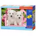  Puzzle 120 El. White Terrier Puppies Castorland