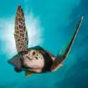  Karnet Kwadrat Z Kopertą Green Turtle 